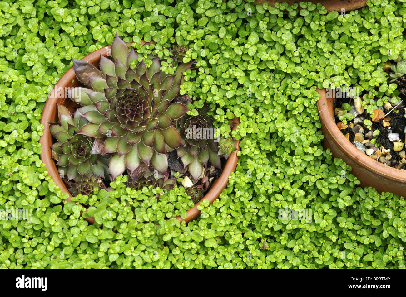 Sempervivum Tectorum (Hauswurz) und Soleirolia Soleirolii (Mind-Your-Own-Business) Stockfoto