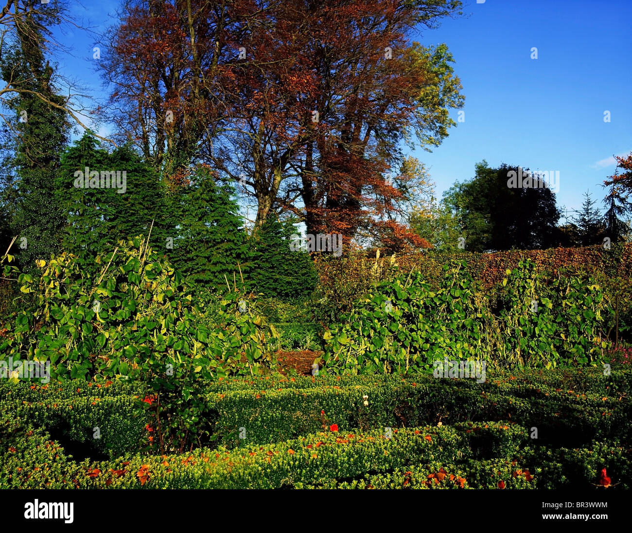 Sandyford, Co Dublin, Irland, Box Parterre mit alten Rosen Fernhill Gardens Stockfoto