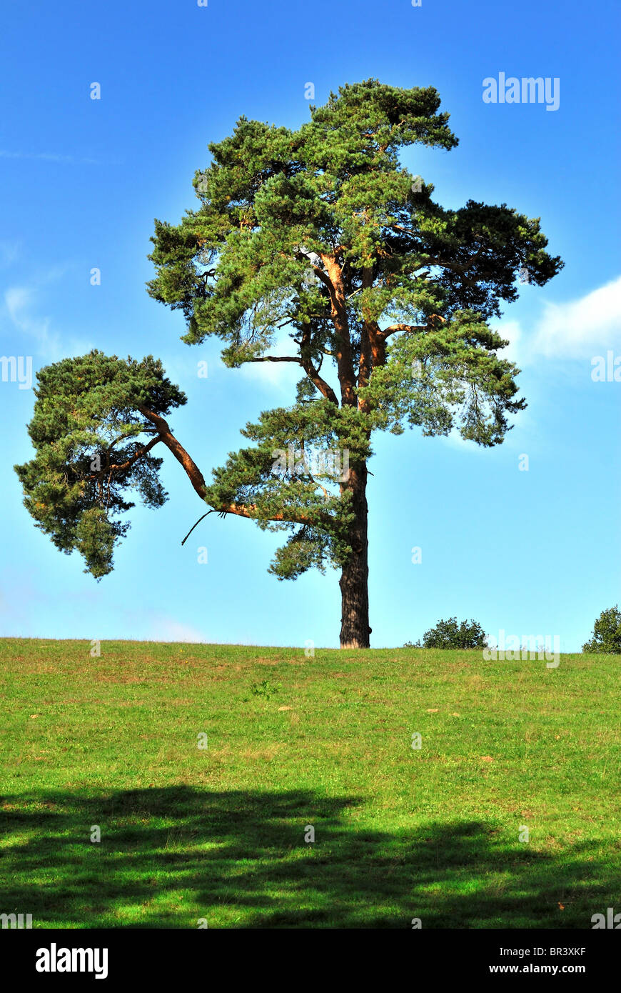 Pinie am Hang, Surrey Hills England UK Stockfoto