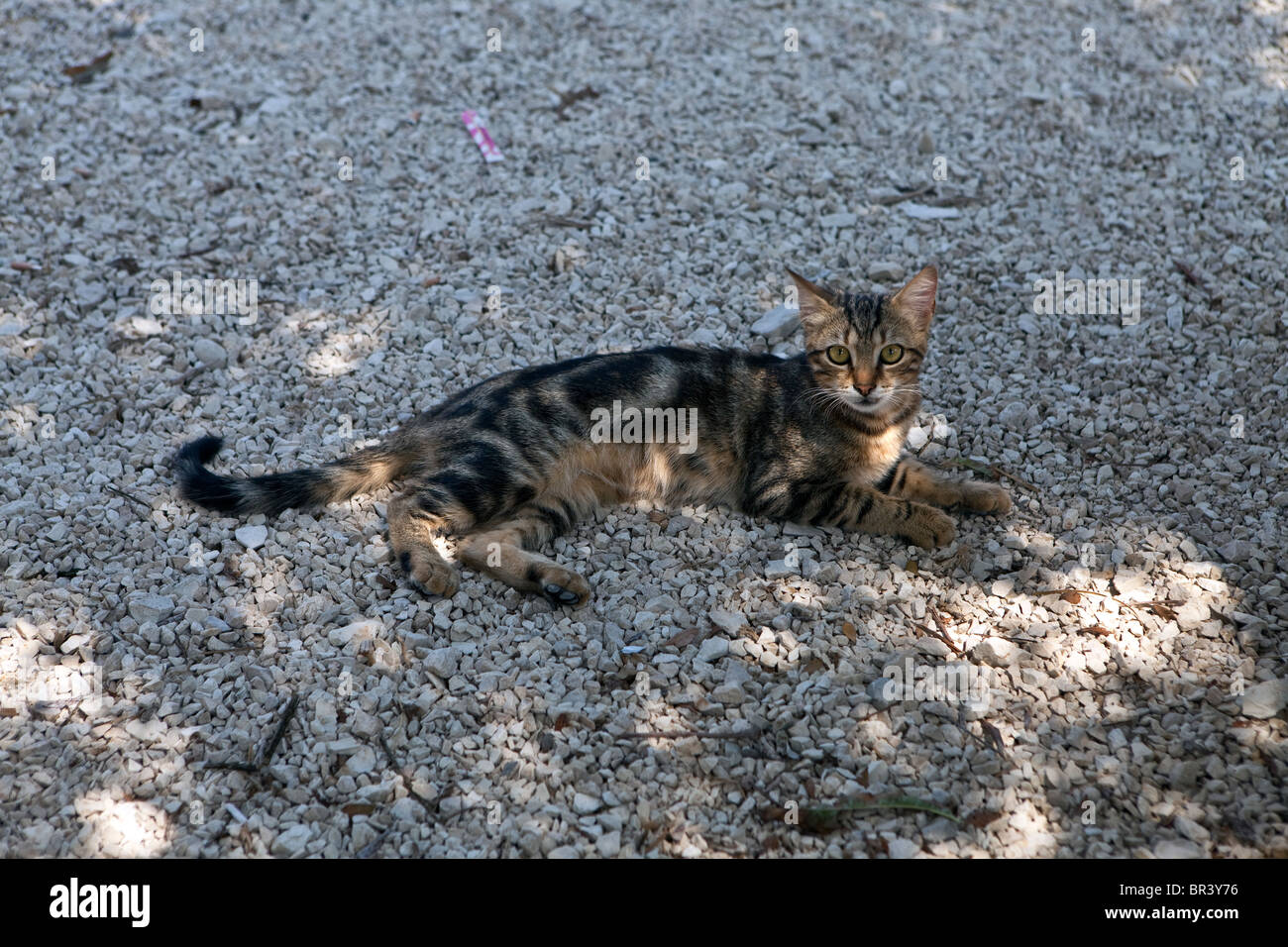 Griechischen Katze Stockfoto