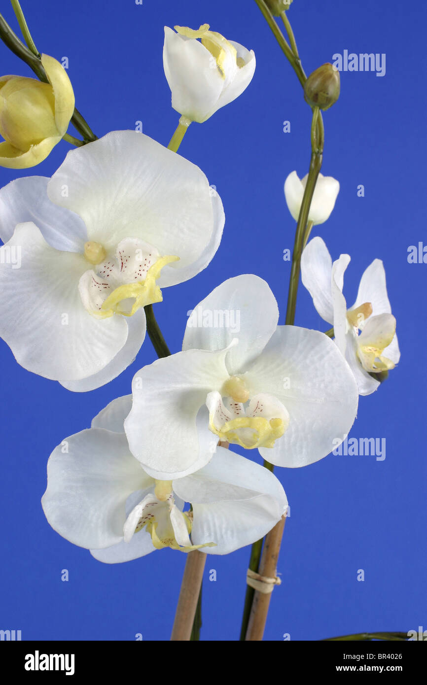 weiße Orchidee auf blauem Hintergrund Stockfoto