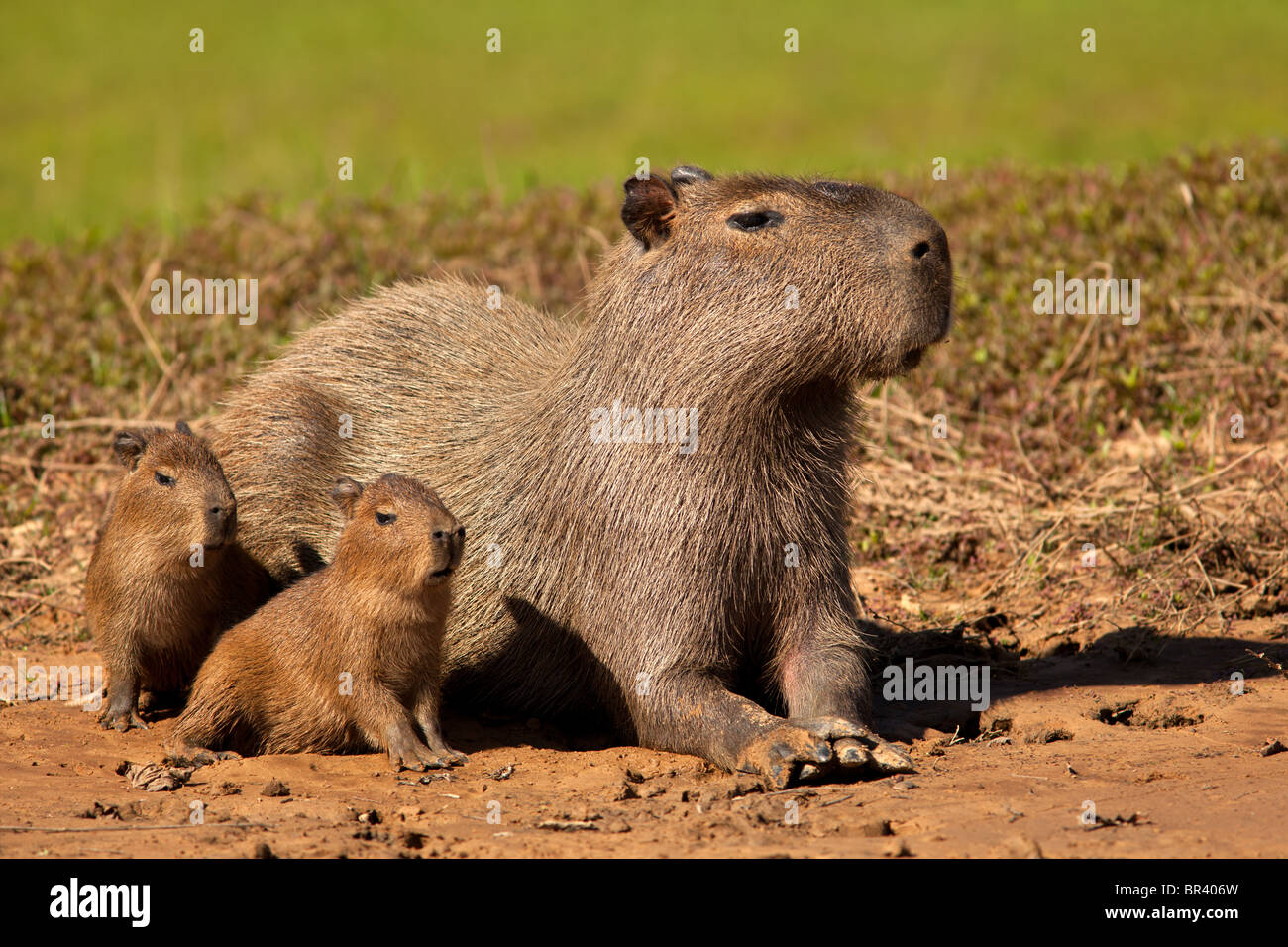 Capybara-Familie Stockfoto