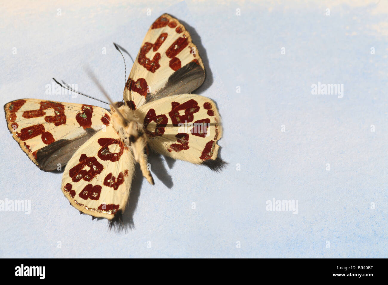 Schmetterling mit Leoparden-Print Flügel Markierungen Stockfoto