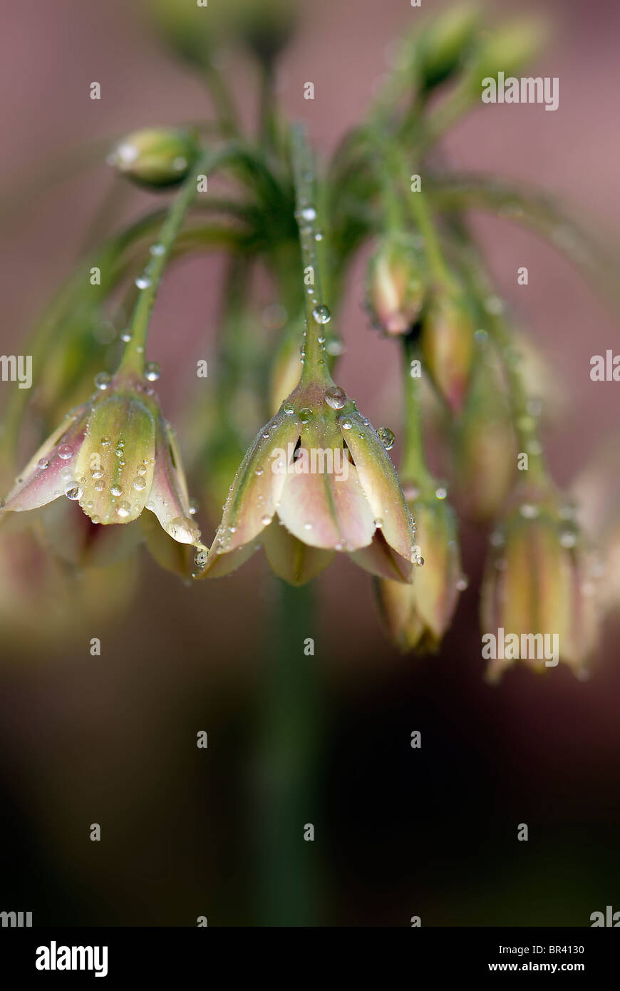 Sizilianischen Honig Knoblauch Blume - Nectaroscordum siculum Stockfoto