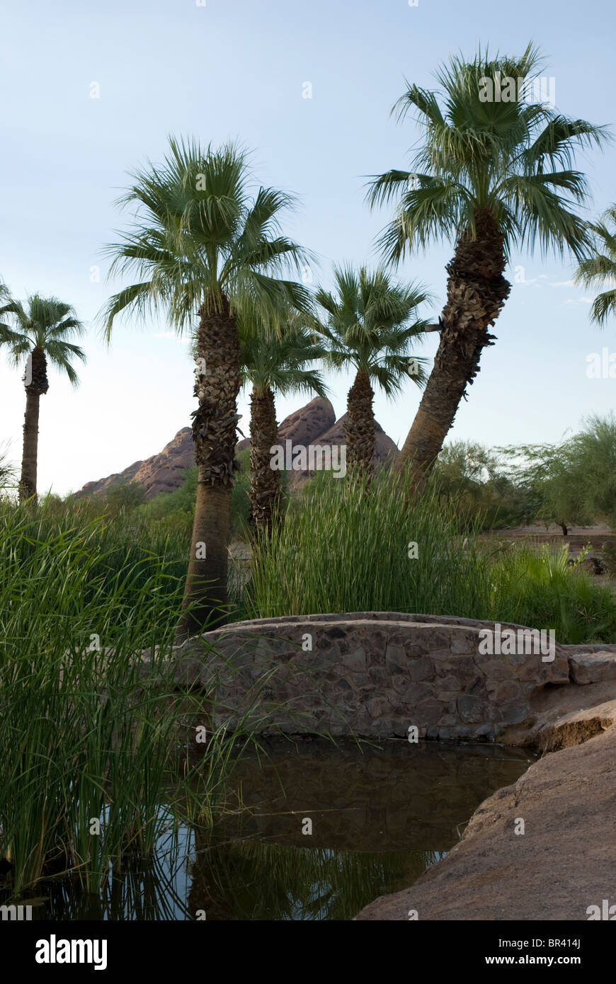 Eine Brücke und einen Teich in einer Ansicht des Papago Park in Phoenix und Tempe, Arizona, USA Stockfoto