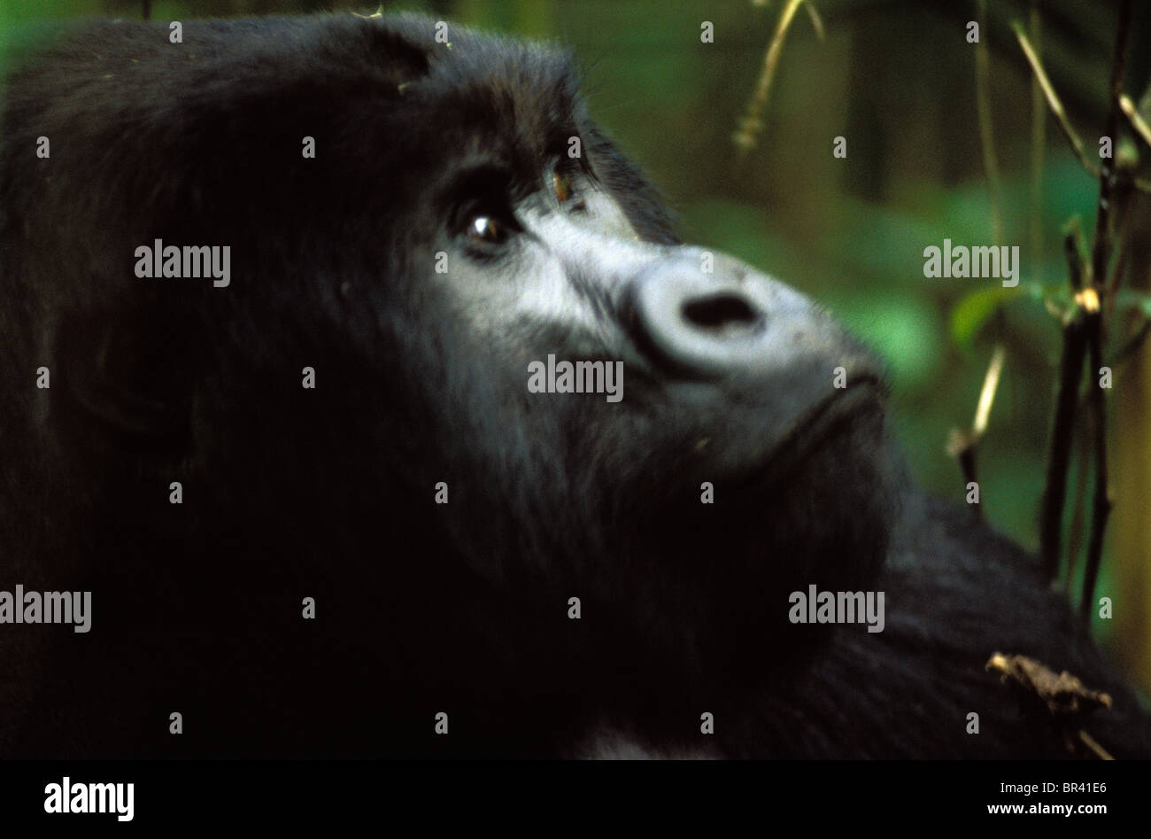 Berggorillas im Virunga Nationalpark. Stockfoto