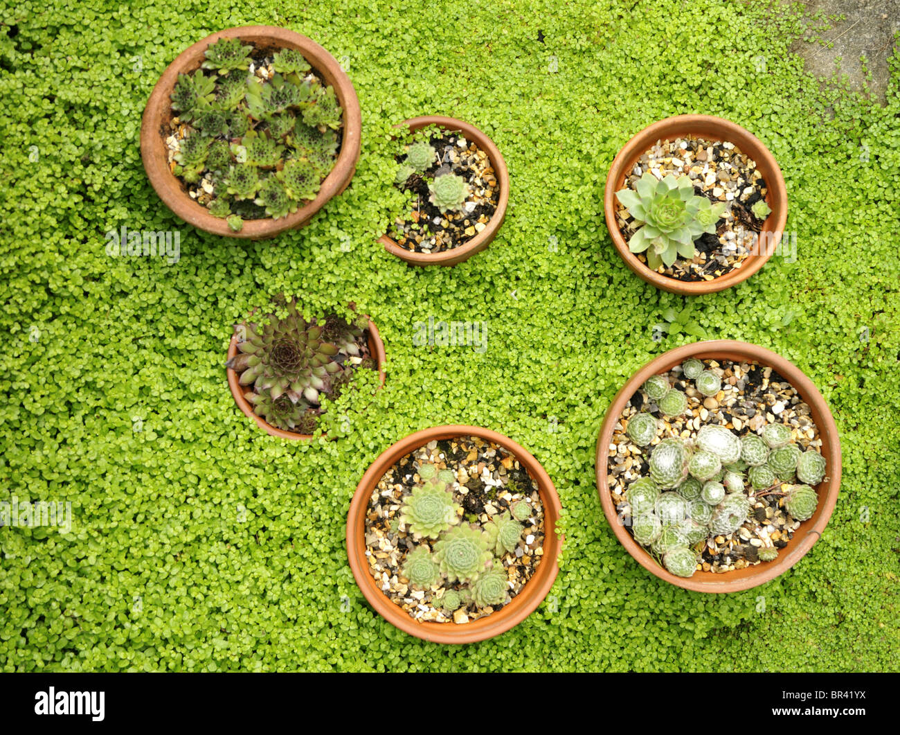 Sempervivum Tectorum (Hauswurz) und Soleirolia Soleirolii (Mind-Your-Own-Business) Stockfoto