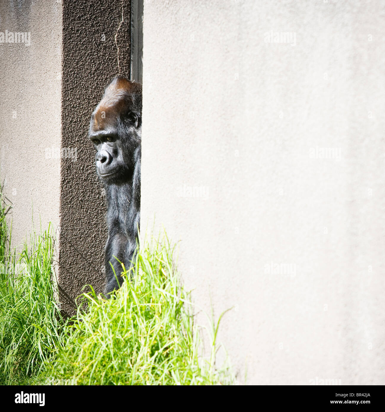 Flachlandgorilla in einem Zoo. Stockfoto