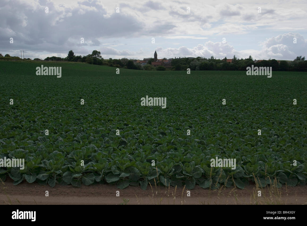 Blick nach Westen in Richtung Osten Linton, East Lothian, Schottland Stockfoto