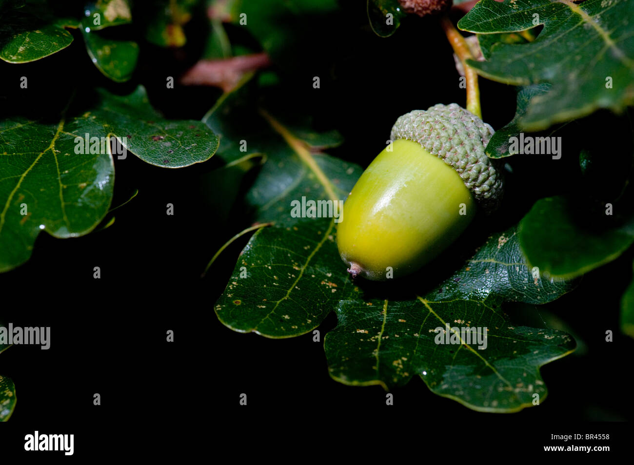 Eiche Eicheln (Quercus) unter Laub bei wenig Schnarchen in der Nähe von Fakenham Stockfoto