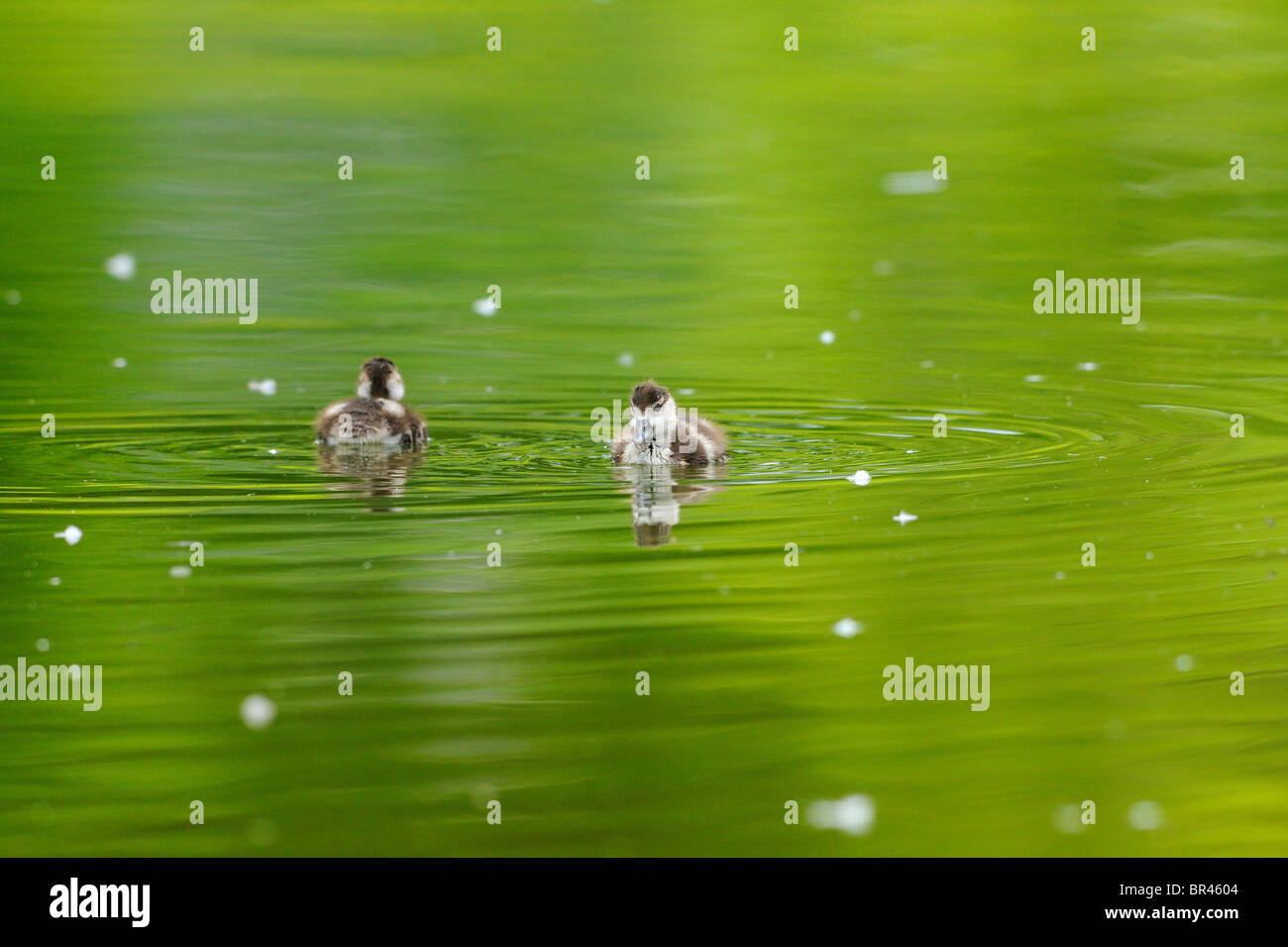 Zwei ägyptische Gänse Hühner (Alopochen Aegyptiacus) auf dem Wasser Stockfoto