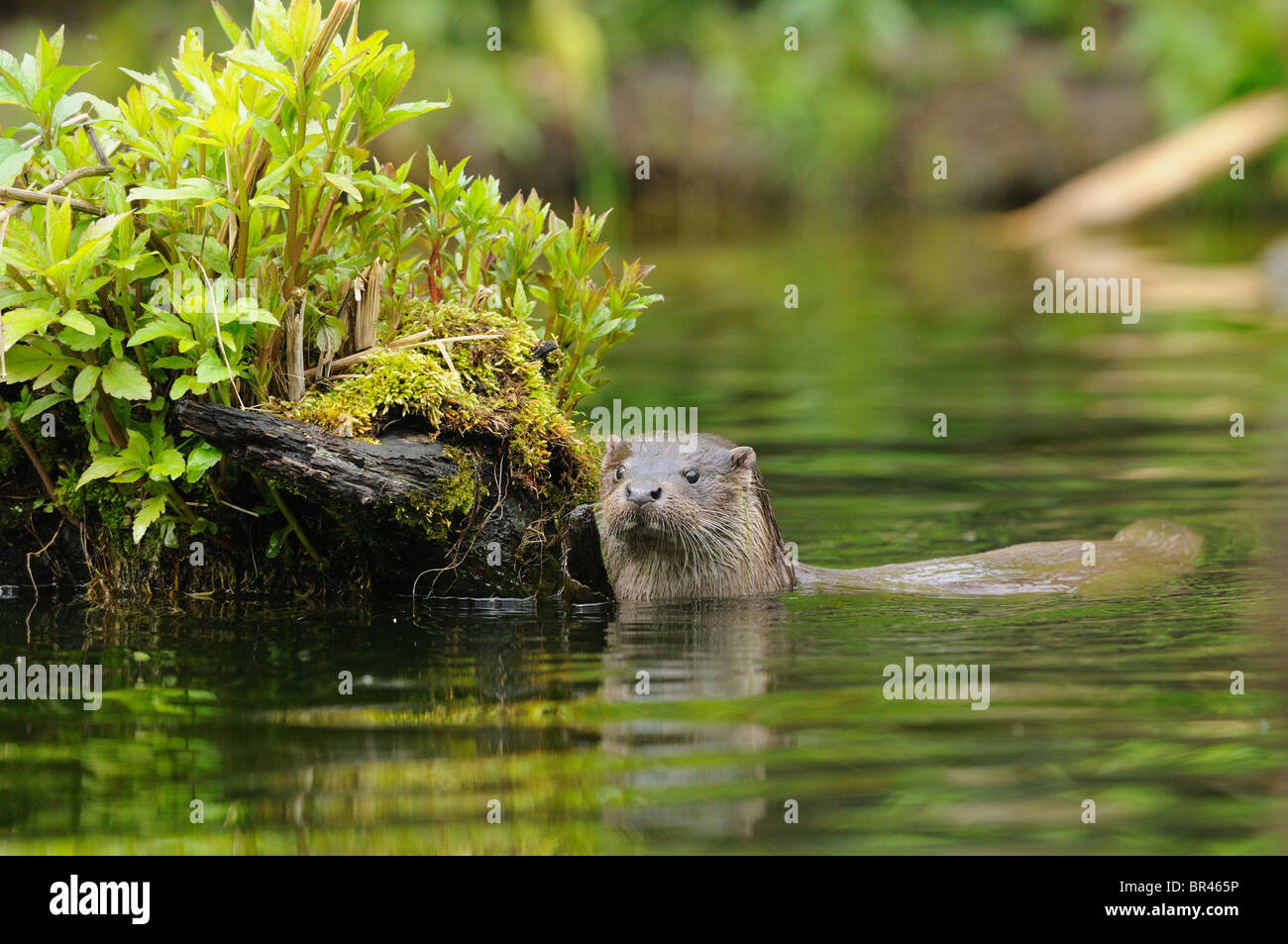 Europäische (Lutra Lutra) Otter Schwimmen im Wasser Stockfoto