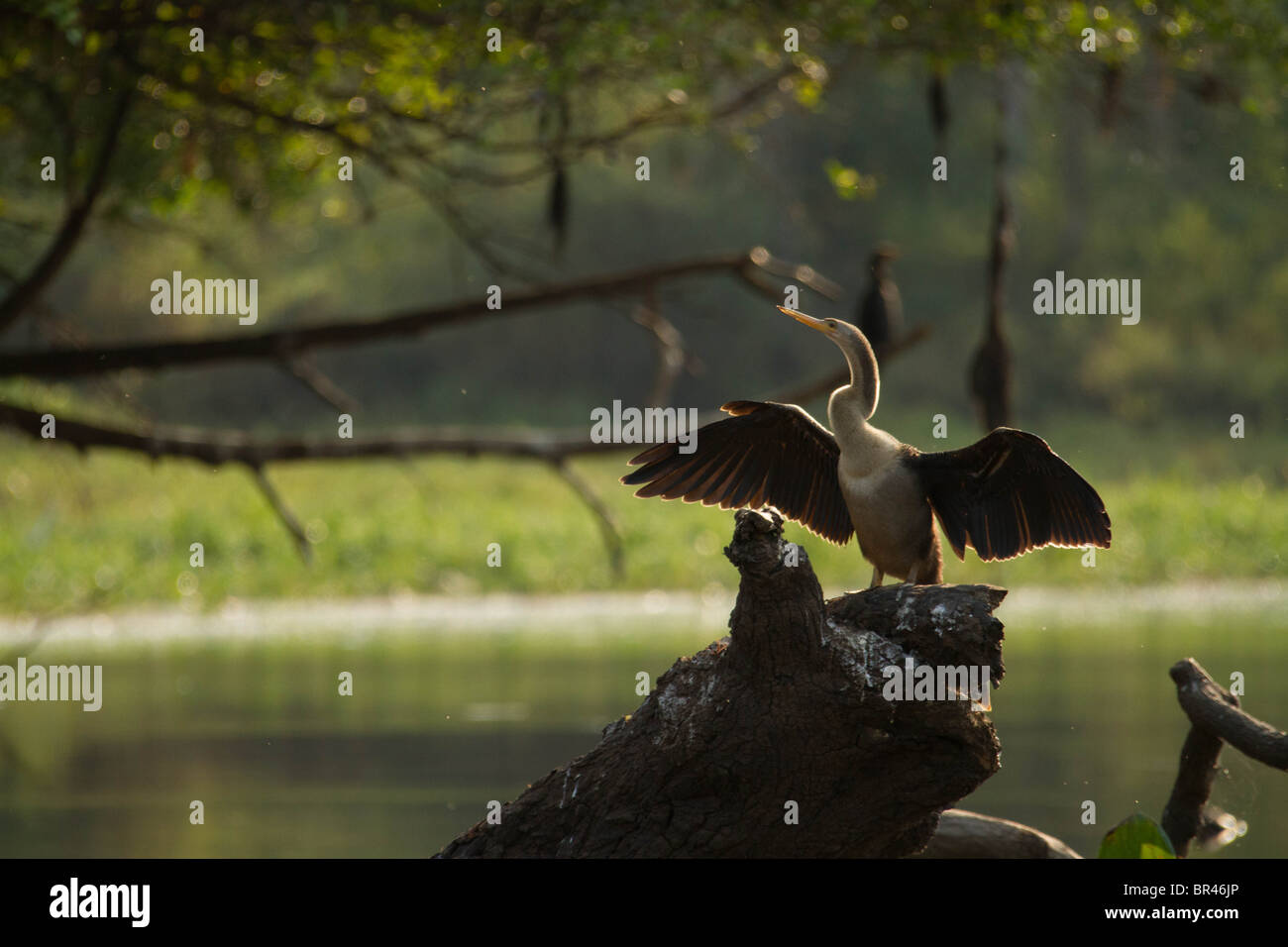 Anhinga Vogel Sonnen/Trocknung selbst während thront auf einem toten Baumstamm vor einem grünen Hintergrund in Brasilien Pantanal Stockfoto