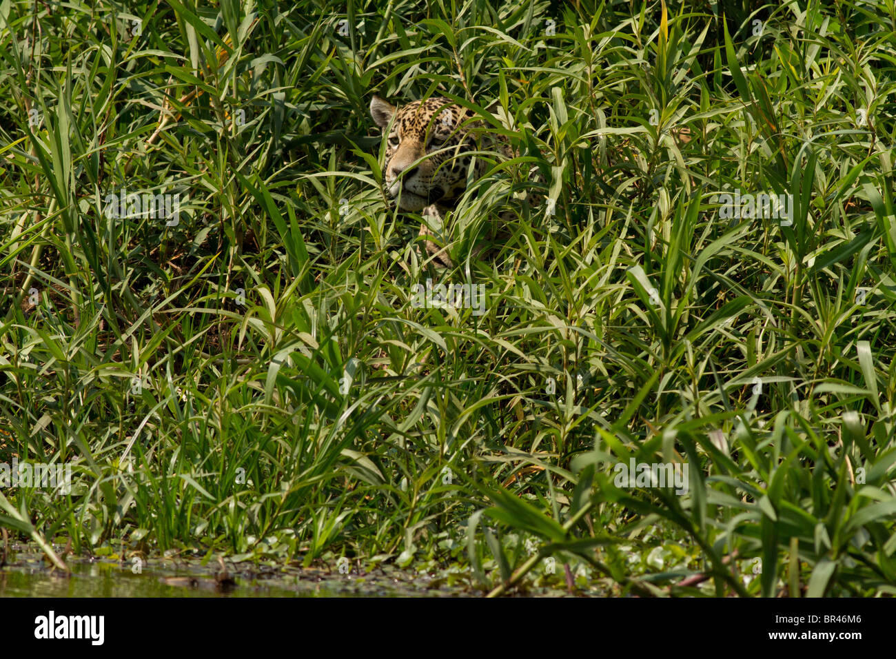Jaguar-Jagd-Kaimane spähen durch grünen Rasen in Brasilien Pantanal Stockfoto