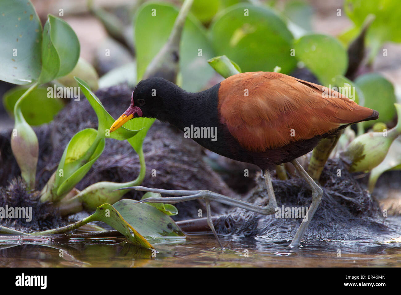 Zu Fuß durch das Wasser auf der Suche nach Nahrung in Brasilien Pantanal Blatthühnchen Flecht- Stockfoto