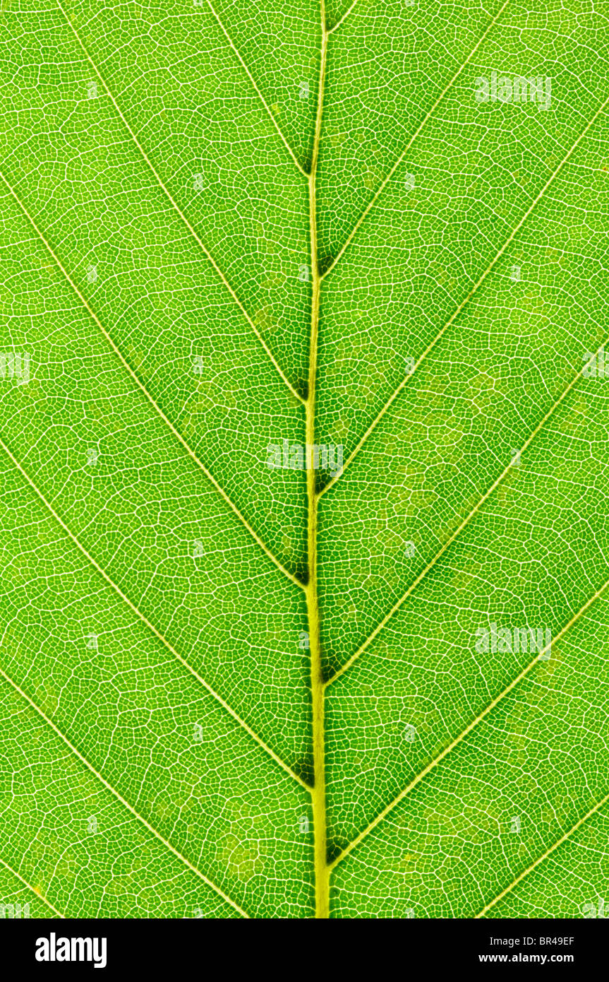 Nahaufnahme eines Blattes Buche Stockfoto
