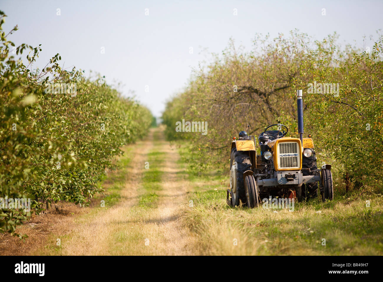 Traktor in der Kirschgarten Stockfoto