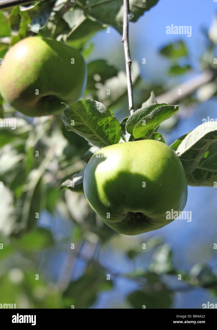Eine Reife grün Kochen Apfel an einem Baum hängen Stockfoto