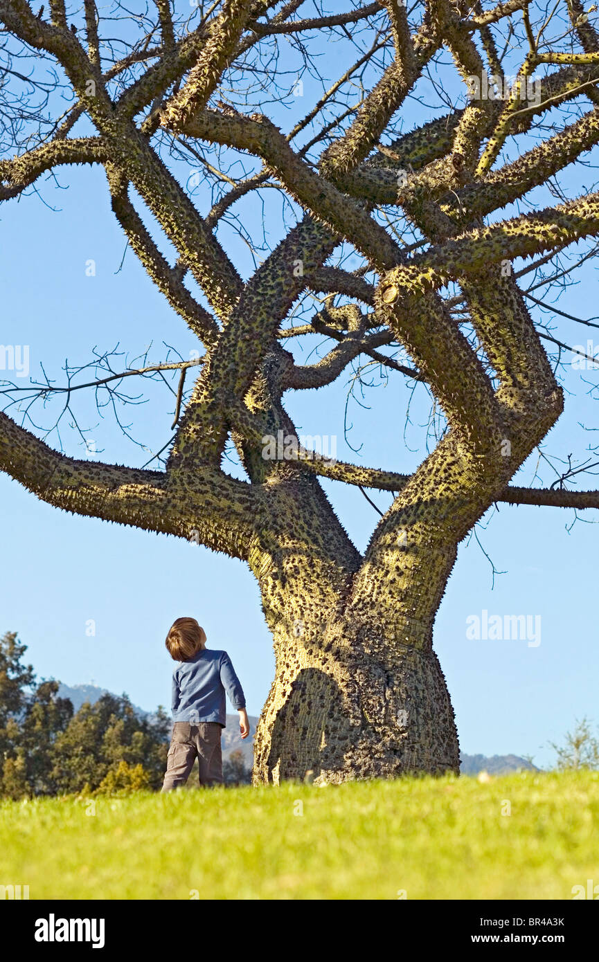 Weiße Seide Zahnseide Baum mit kleinen Jungen, die es zu bewundern. Stockfoto