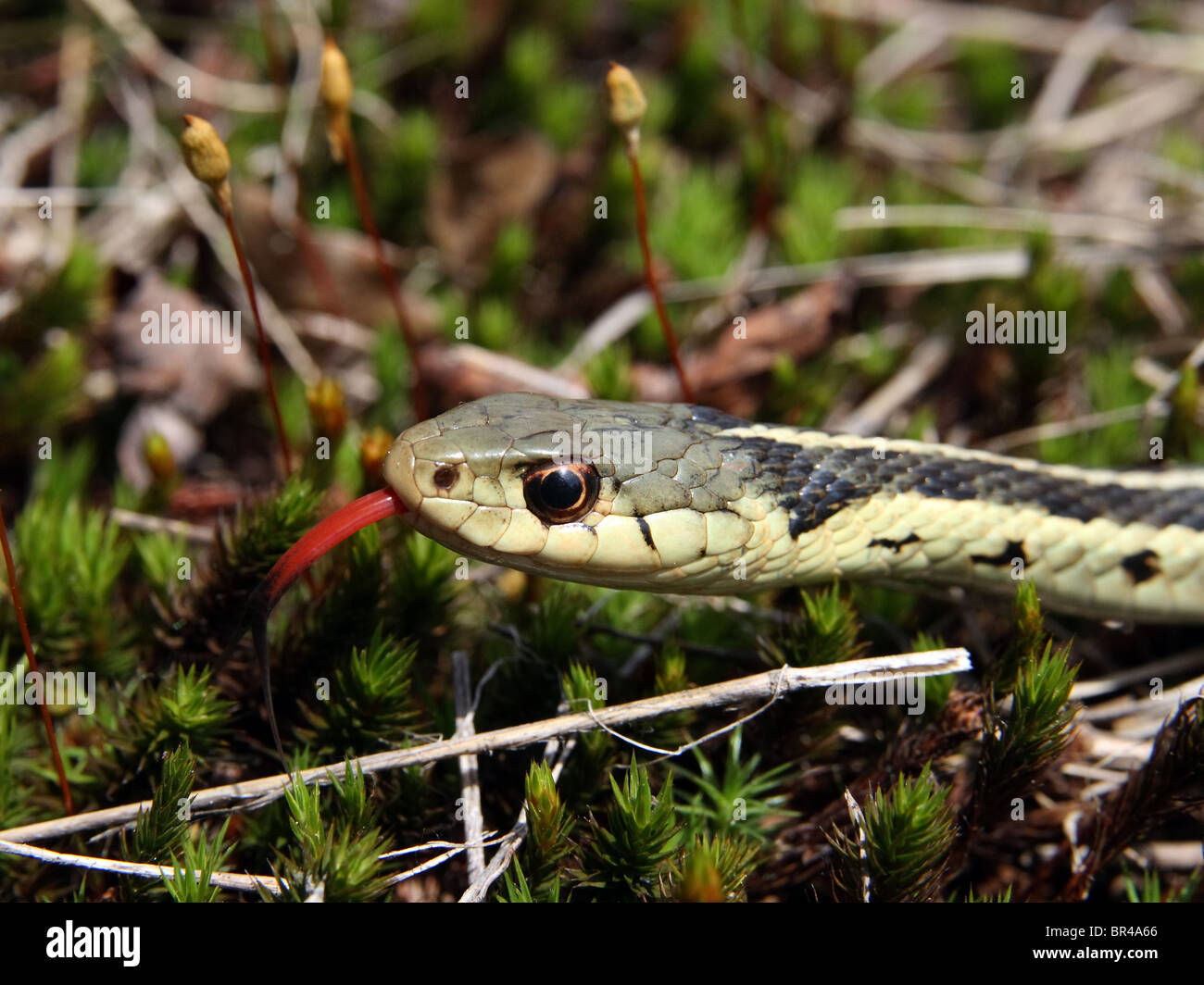 Eine östliche Strumpfband-Schlange spürt seine Umgebung mit seiner Zunge in Ontario, Kanada Stockfoto
