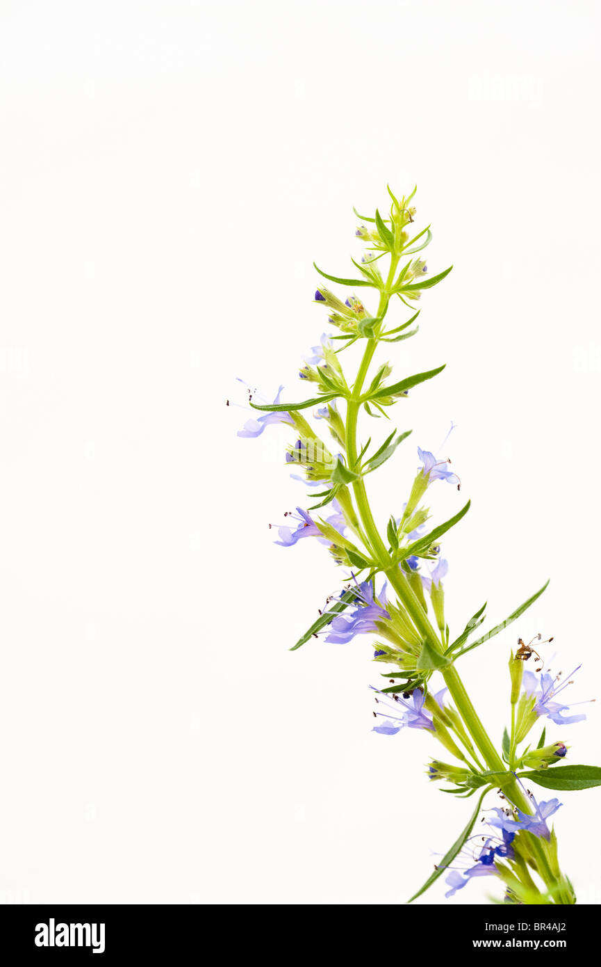 Ysop, Hyssopus Officinalis 'Blau' Stockfoto