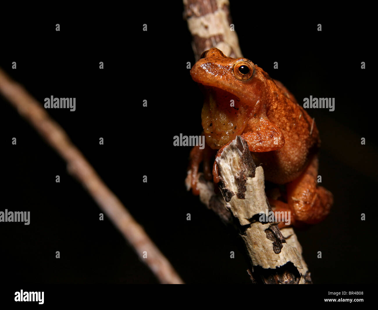 Ein Spring Peeper (Pseudacris Crucifer) isoliert auf schwarz Stockfoto