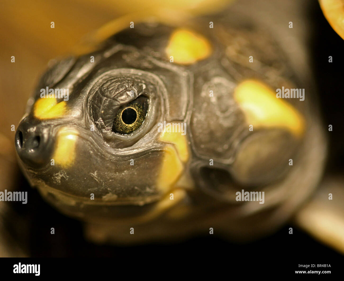 Gelb gefleckten Amazon River Schildkröte (Podocnemis Unifilis) isoliert in Peru Stockfoto