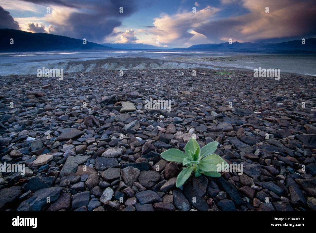 Eine Pflanze keimt durch das Kiesbett des Death Valley in der kalifornischen Wüste. Stockfoto