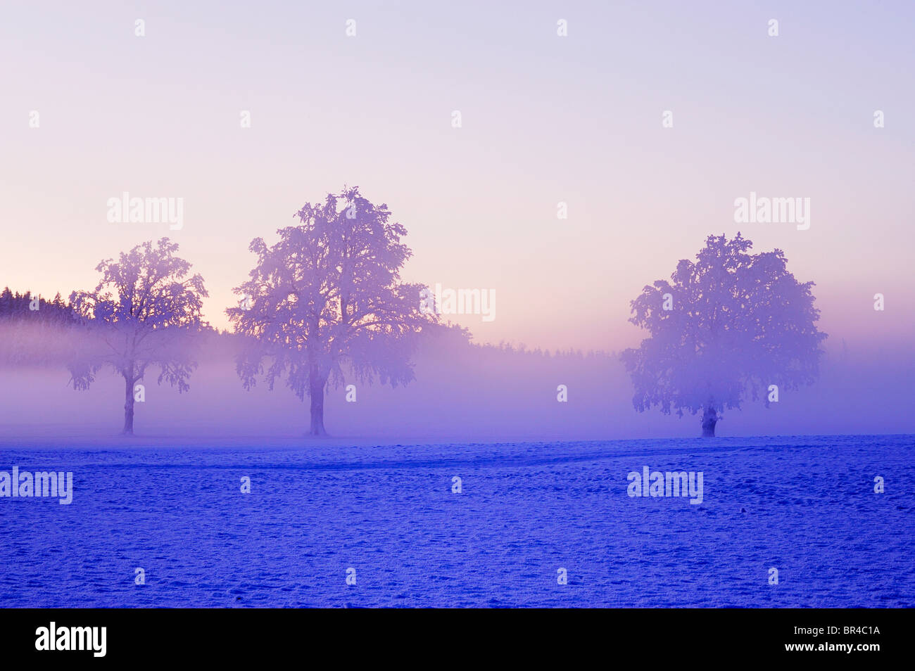 Winterlandschaft, eingehüllt in Nebel, Horben, Aargau, Schweiz, Europa Stockfoto