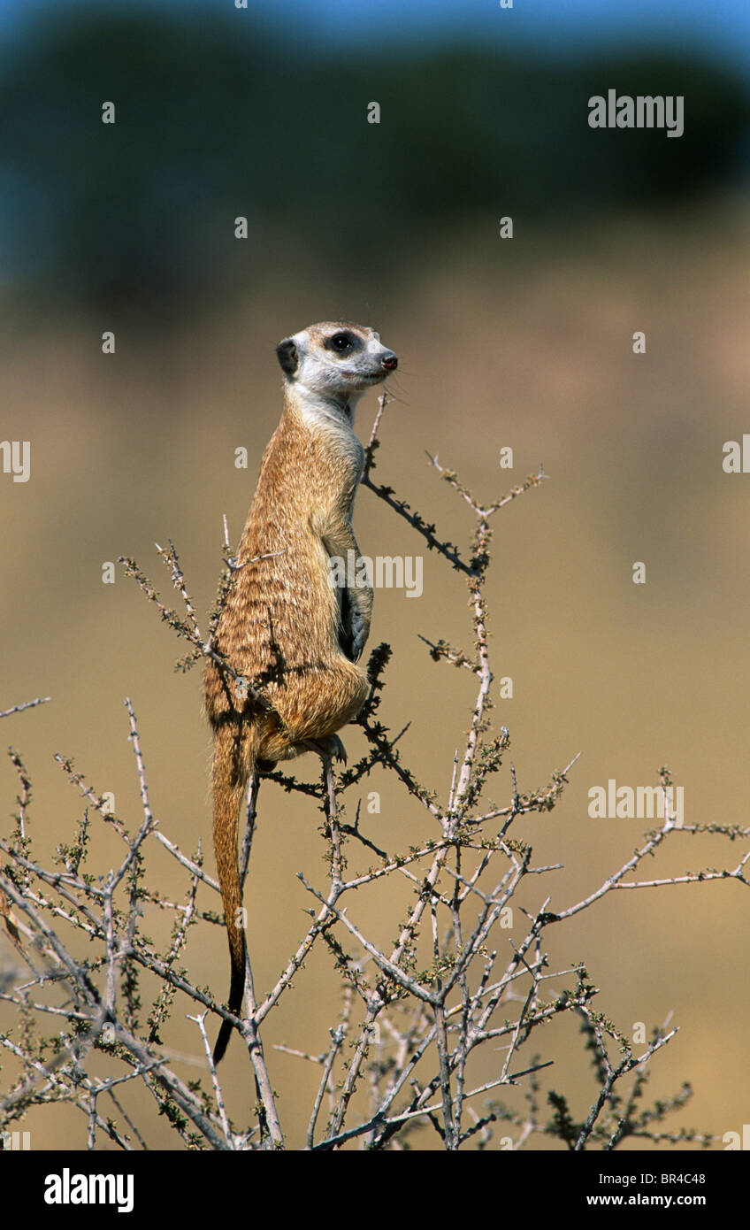 Suricate oder Meercat Suricata Suricatta aufmerksam und wachsam Kalahari Gemsbok National Park-Südafrika Stockfoto