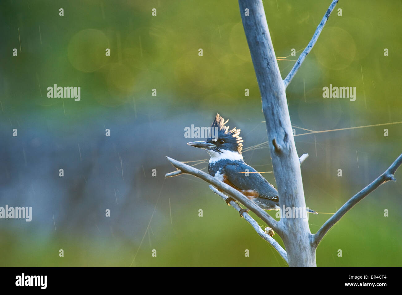 Eine weibliche Belted Kingfisher thront auf einem Toten Ast Stockfoto