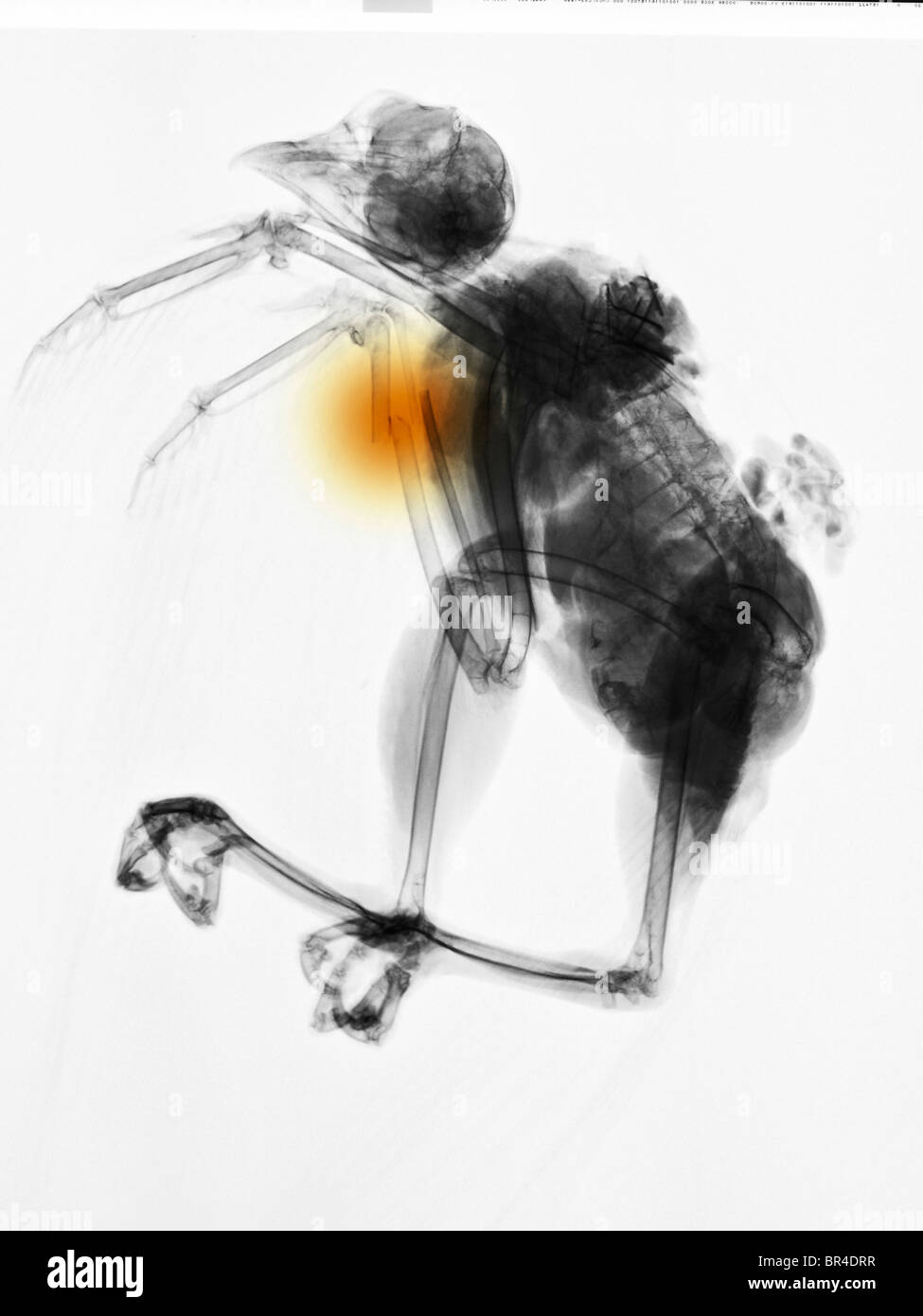 x-ray eine rot - angebundener Falke, der getötet wurde, wenn es von einem Auto angefahren wurde Stockfoto