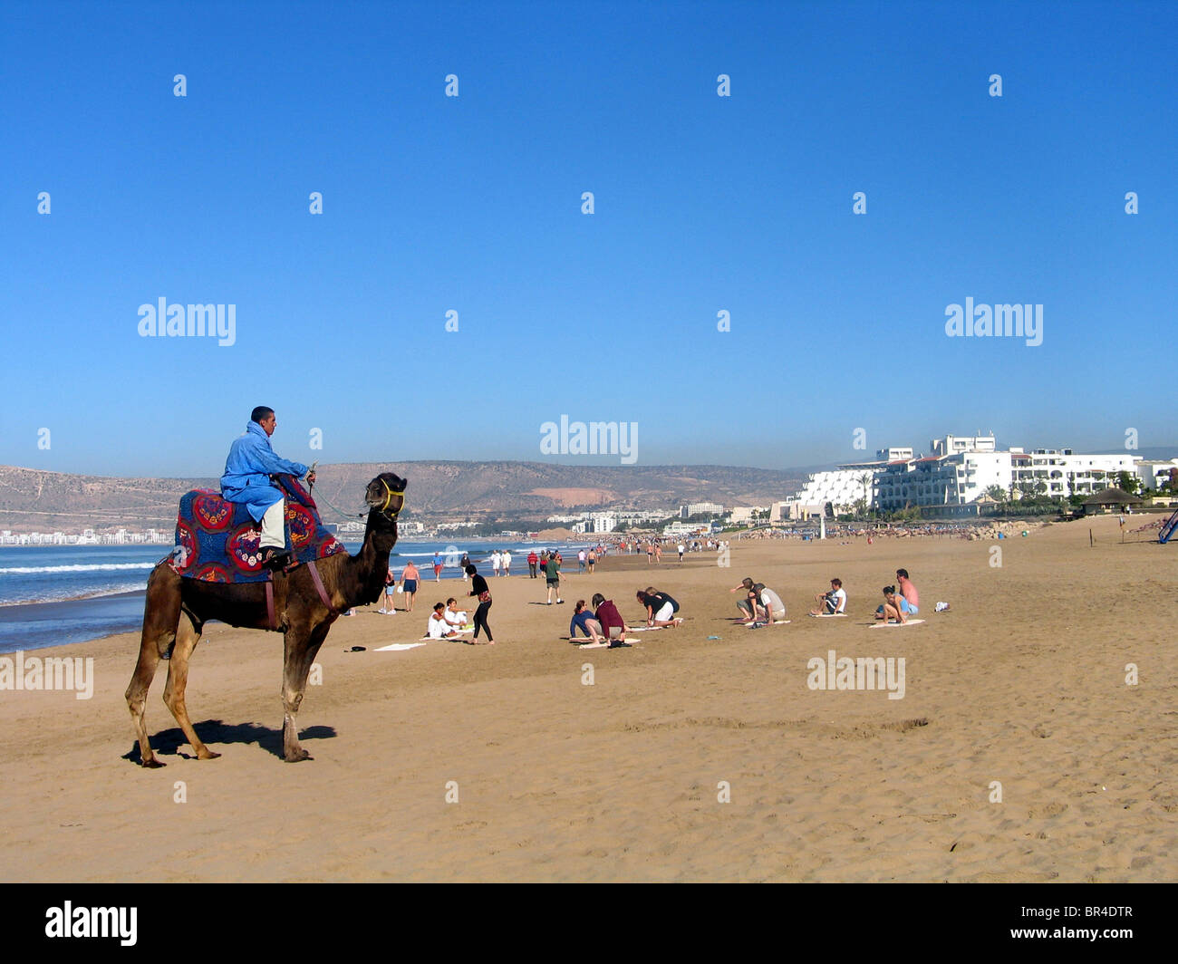 Kamel am Strand von Agadir, Marokko Stockfoto