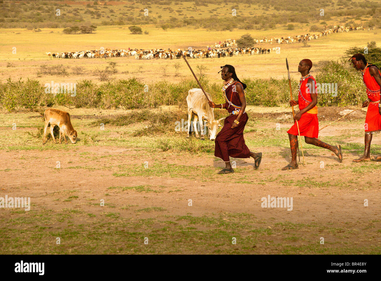 Masai Männer dabei einen willkommenen Tanz mit Rindern in den Hintergrund, Masai Mara, Kenia, Afrika Stockfoto
