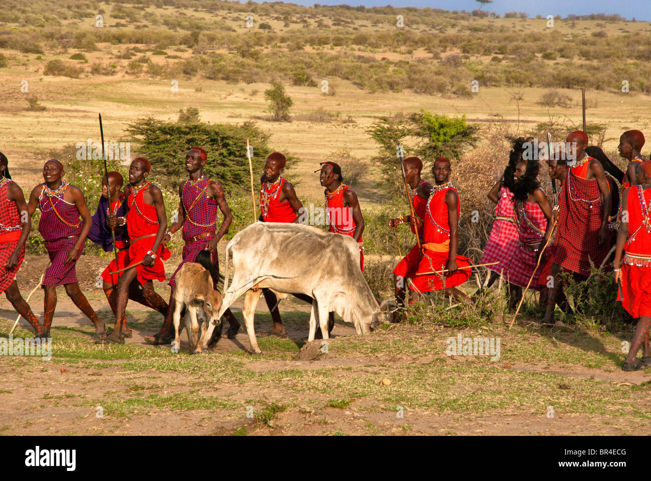 Masai Männer dabei willkommen Tanz mit Vieh weidete in den Vordergrund, Masai Mara, Kenia, Afrika Stockfoto