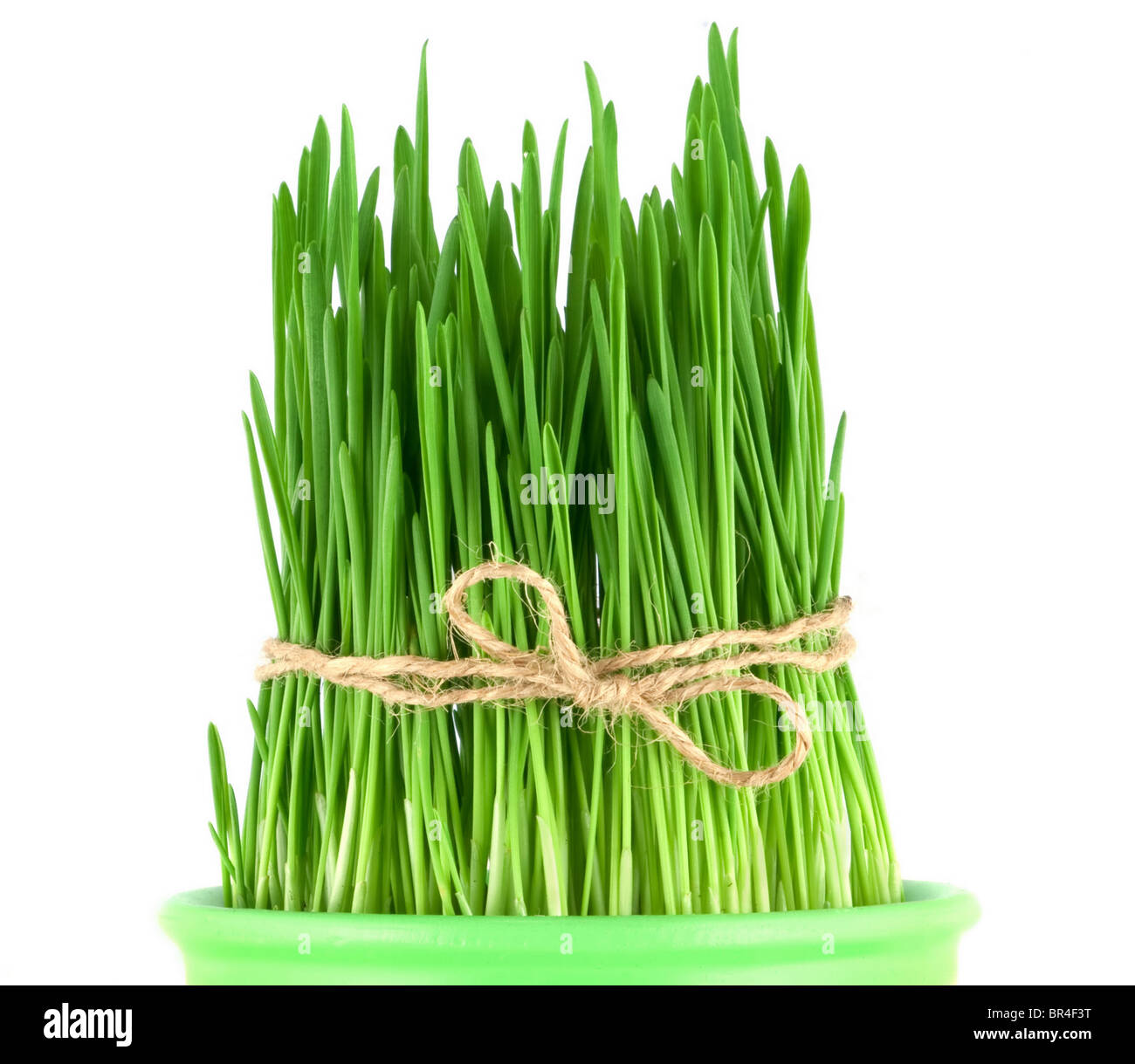 Grüner Rasen in einem Topf mit einem Seil isoliert auf weiss gebunden Stockfoto