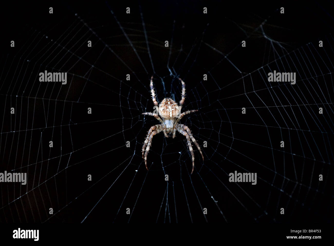 Kreuz oder europäische Spinne (Araneus Diadematus) im Netz Stockfoto