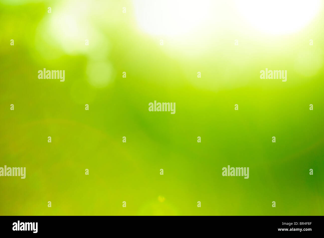 Abstrakte Natur grün Hintergrund (Sonne Flare). Stockfoto