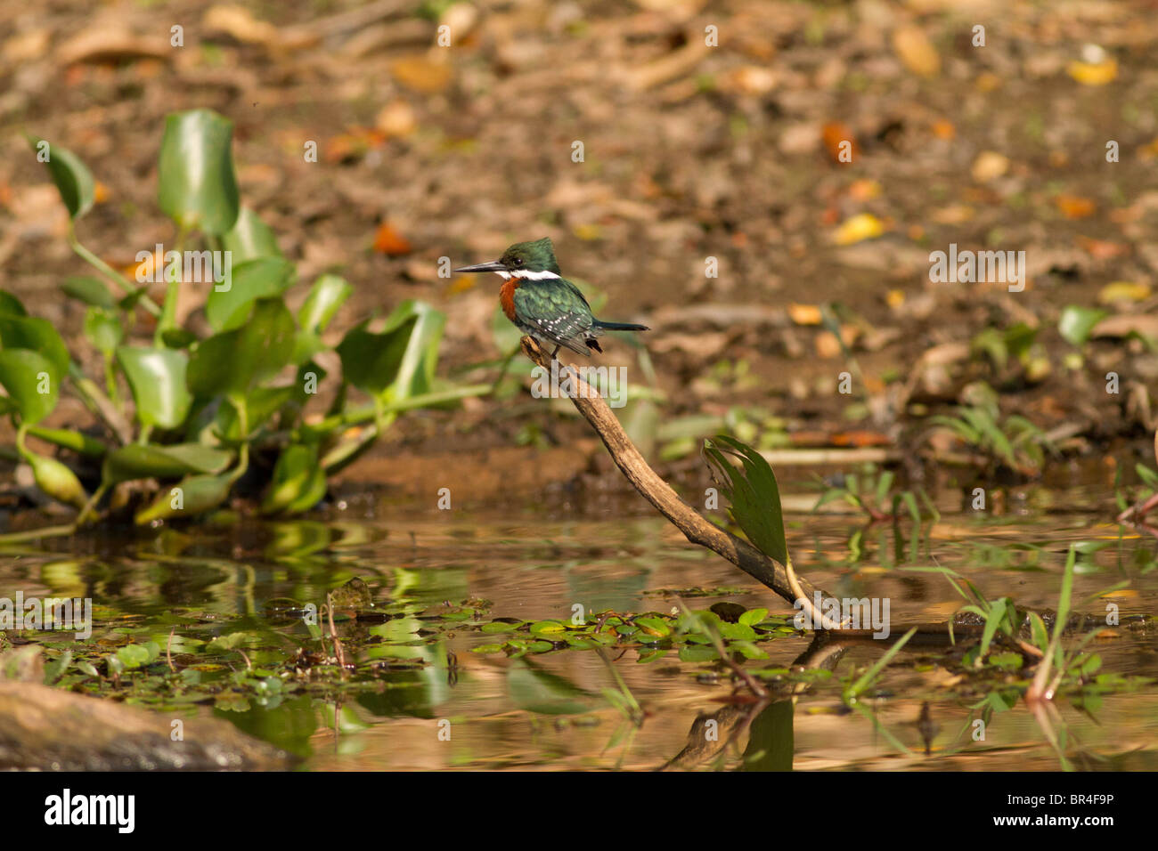 Grüne Eisvogel thront auf einem Ast in Brasilien Pantanal Stockfoto