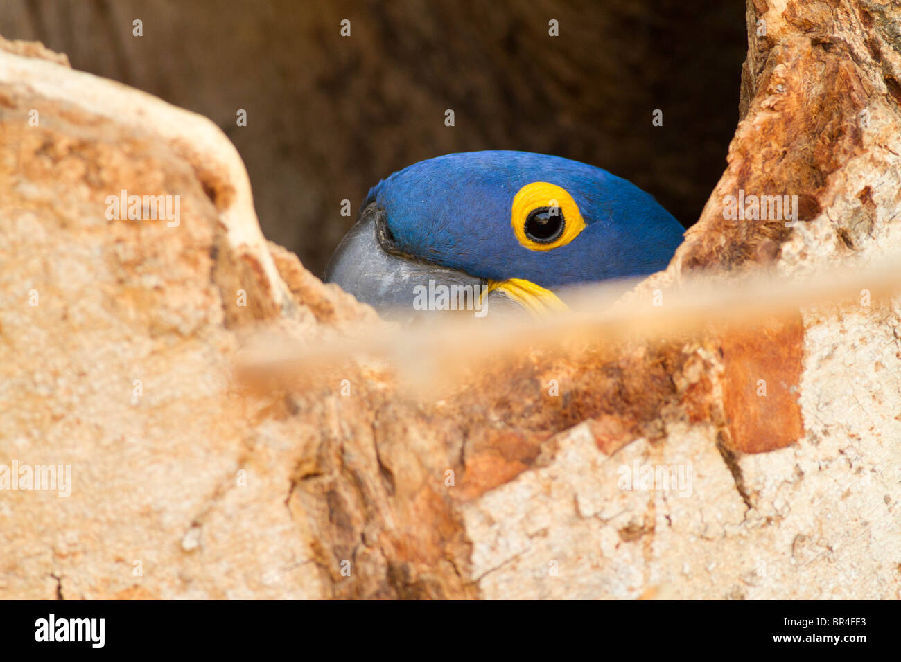 Hyazinth-Ara spähen aus dem Nest in Brasilien Pantanal Stockfoto