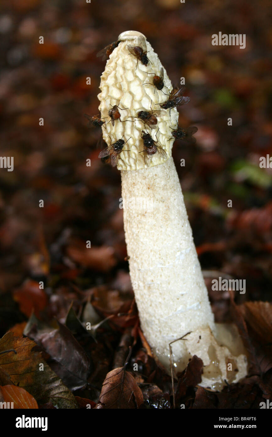 Gemeinsamen Stinkmorchel Phallus Impudicus mit Fliegen genommen am Dibbinsdale LNR, Wirral, UK Stockfoto