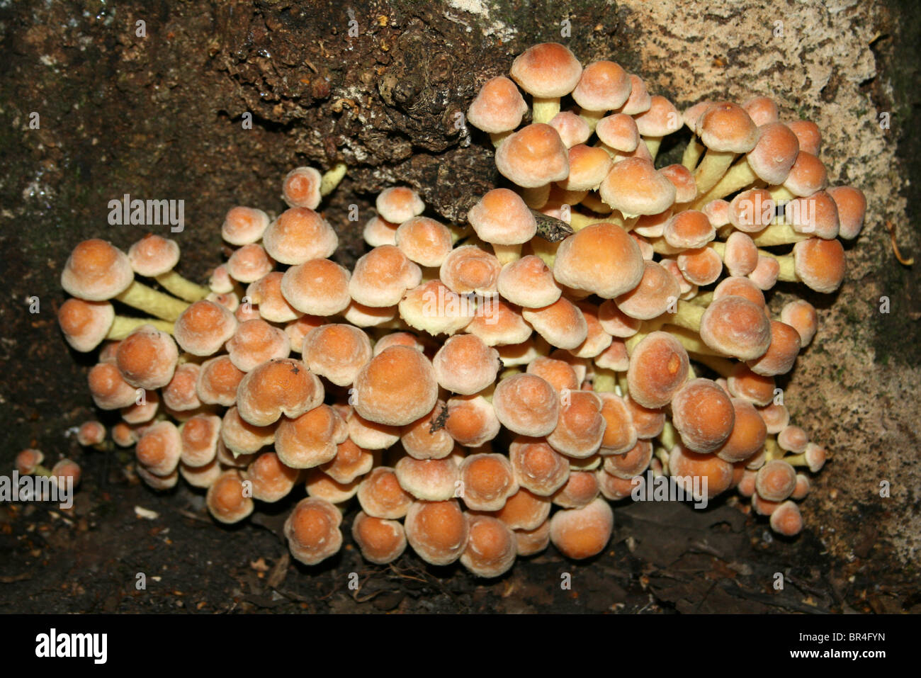 Sulphur Tuft Grünblättriger Fasciculare Taken in Eastham Country Park, Wirral, Merseyside, Großbritannien Stockfoto