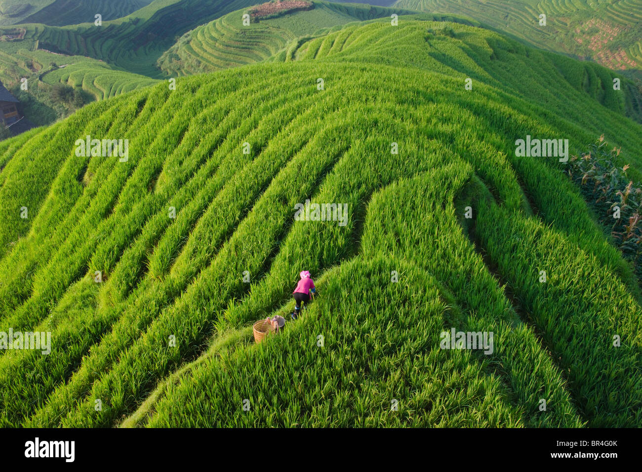 Zhuang Mädchen mit Reis-Terrassen in den Berg, Longsheng, Provinz Guangxi, China Stockfoto