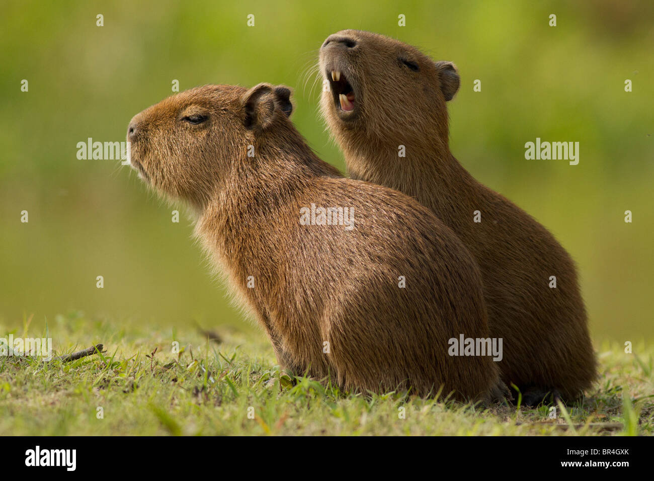 Zwei Capybara Babys spielen mit einander in Brasilien Pantanal Stockfoto