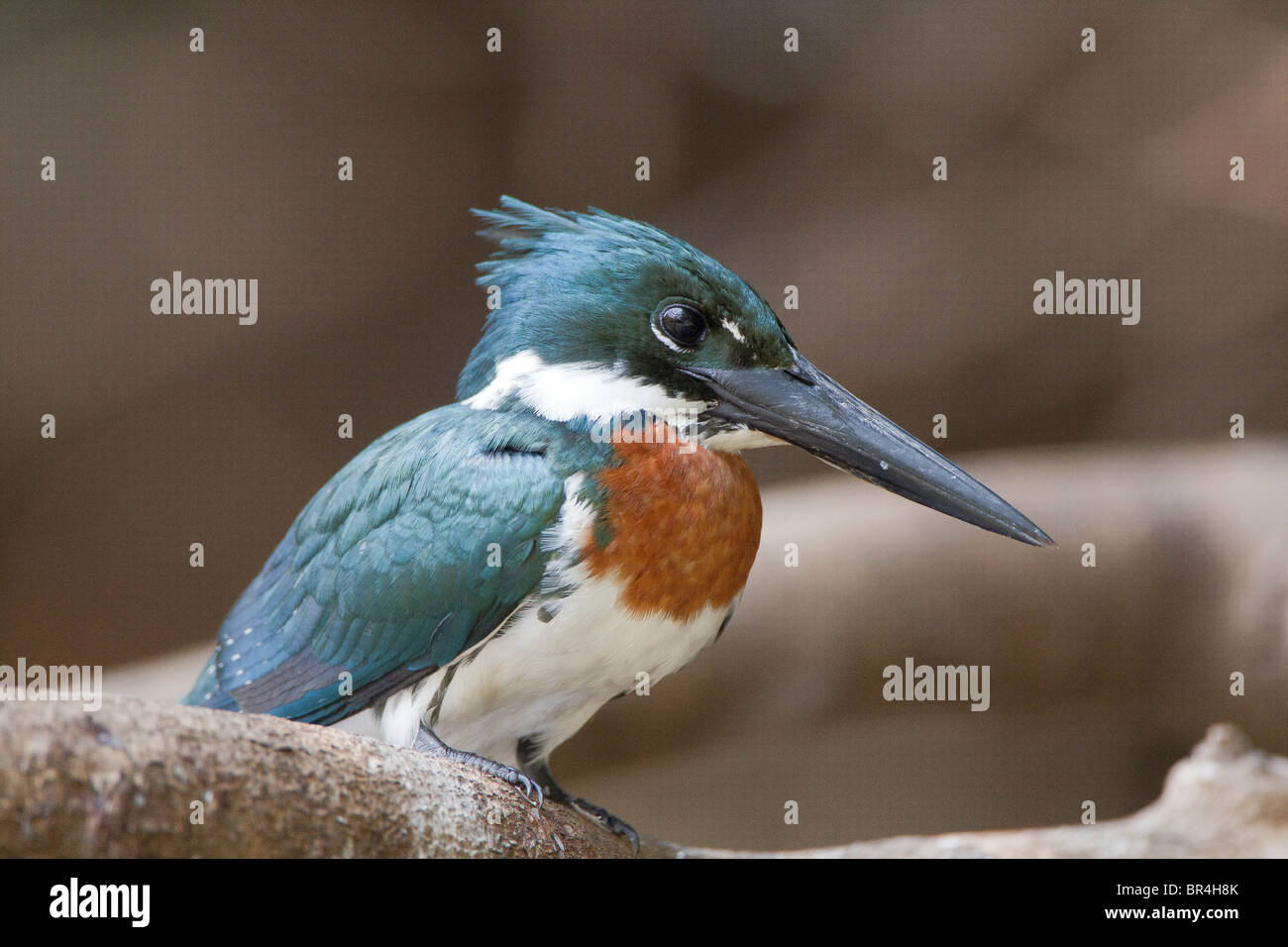 Grüne Eisvogel thront auf einem Ast in Brasilien Pantanal Stockfoto