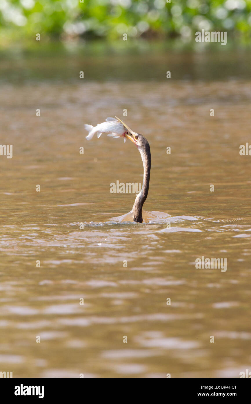 Schwimmen mit seiner Schnabel piercing ein Fisch, den es versucht, Essen in  Brasilien Pantanal Anhinga Stockfotografie - Alamy