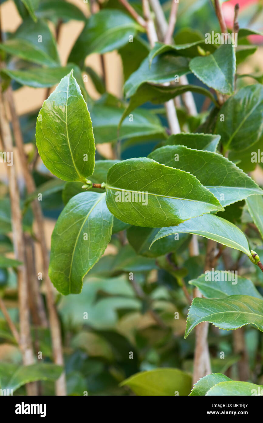 Camellia Sinensis Pflanze Stockfoto