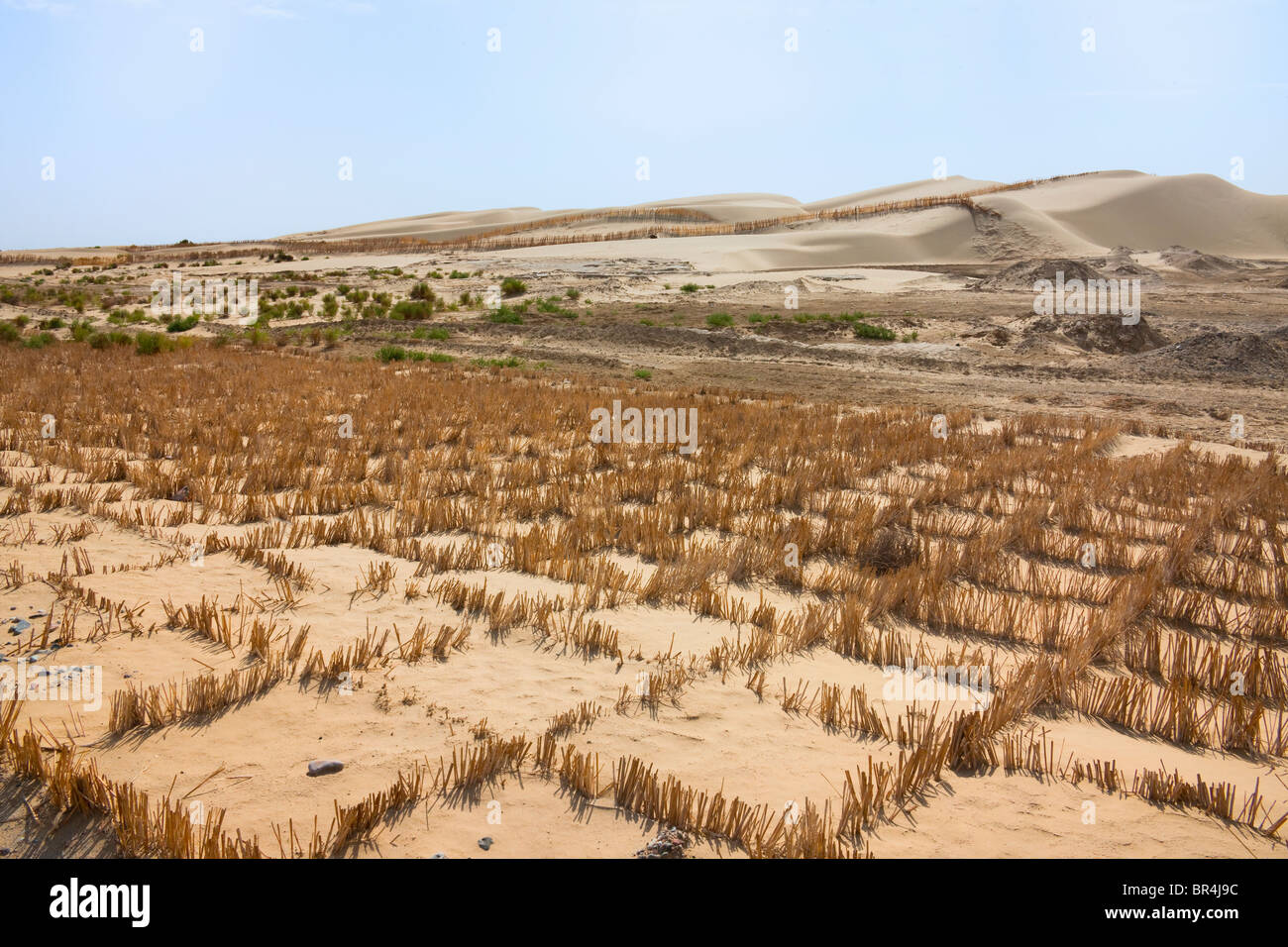 Reed machte Zaun hält Sand gegen Wüstenbildung, Aksu, Xinjiang, China Stockfoto