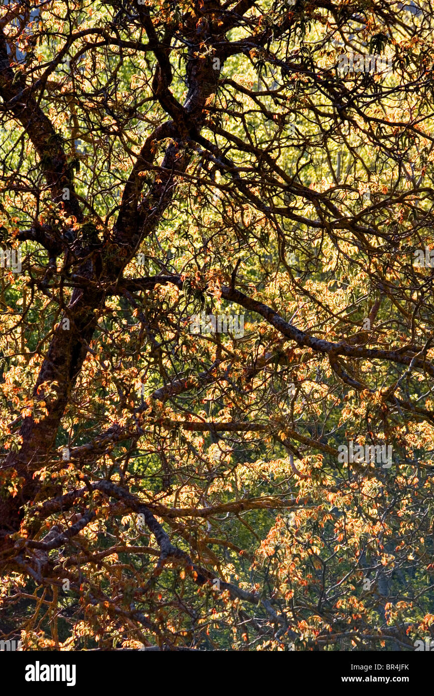 Sonne durch goldene Blätter an einem Baum, Nationalpark Cazorla, Provinz Jaen, Spanien Stockfoto