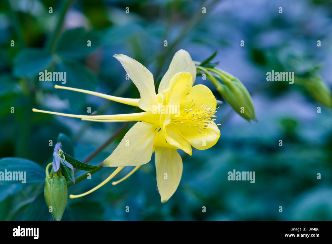 Golden Columbine Stockfoto